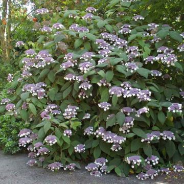 Hydrangea aspera Bellevue - Samthortensie