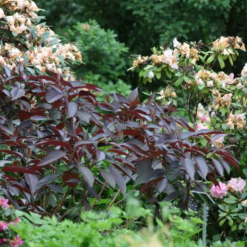 Hydrangea aspera Hot Chocolate - Samthortensie