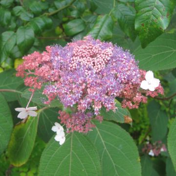 Hydrangea aspera Kawakami - Samthortensie