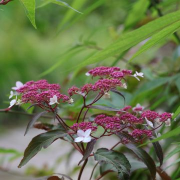 Hydrangea aspera Rosemary Foster - Samthortensie