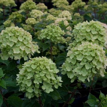 Rispenhortensie Little Lime - Hydrangea paniculata