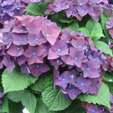 Hydrangea macrophylla Deep Purple Dance - Bauernhortensie