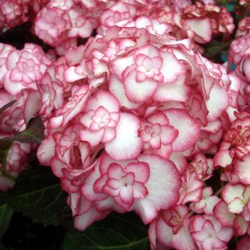 Hydrangea macrophylla Miss Saori - Bauernhortensie