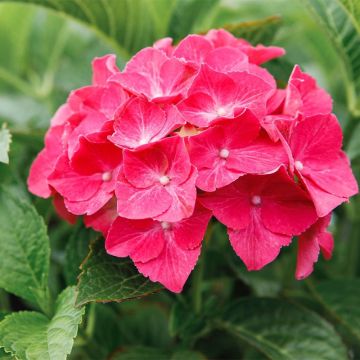 Hydrangea macrophylla Alpenglühen - Bauernhortensie