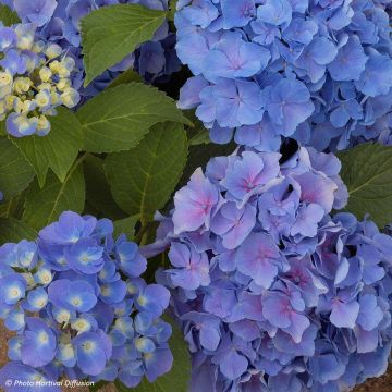 Hydrangea macrophylla Benelux Blue - Bauernhortensie