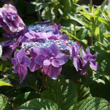 Hydrangea macrophylla x serrata Flair & Flavours® Blackberry Pie - Bauernhortensie