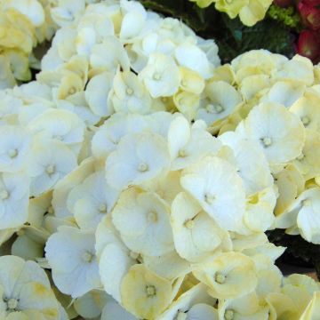 Hydrangea macrophylla Caipirinha - Bauernhortensie