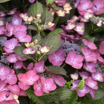 Hydrangea macrophylla Dark Angel Purple - Bauernhortensie