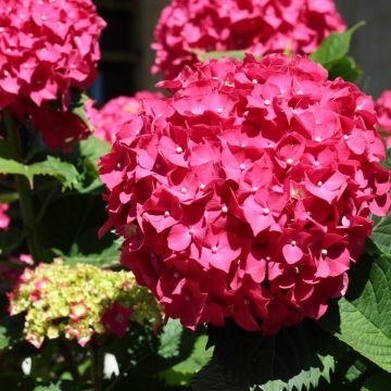 Hortensia - Hydrangea macrophylla Deutschland