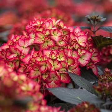 Hydrangea macrophylla Eclipse - Bauernhortensie