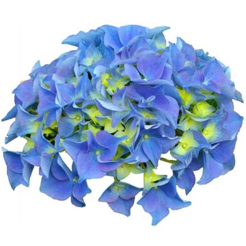 Hydrangea macrophylla Early Blue - Bauernhortensie