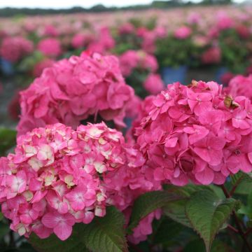 Hortensia - Hydrangea macrophylla Endless Summer Bloomstar