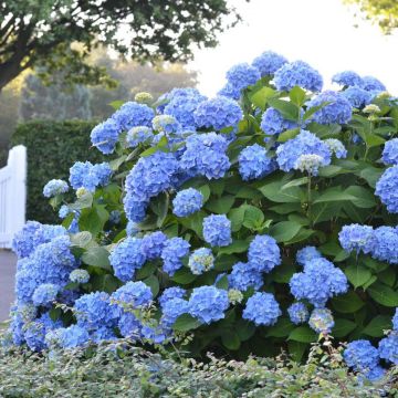 Hydrangea macrophylla Endless Summer The Original Blue - Bauernhortensie