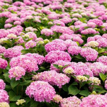 Hortensia - Hydrangea macrophylla Endless Summer The Original (Rose)