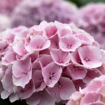 Hydrangea macrophylla Everbloom® Pink Wonder - Bauernhortensie