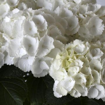 Hydrangea macrophylla Everbloom® White Wonder - Bauernhortensie