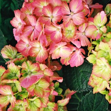 Hydrangea macrophylla Fantasia - Bauernhortensie