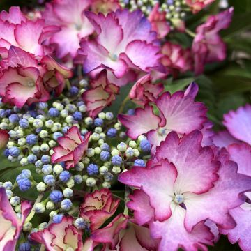 Hydrangea macrophylla Rendez-Vous French Cancan - Bauernhortensie