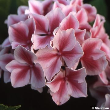 Hydrangea macrophylla Lady Nobuko - Bauernhortensie