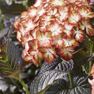 Hydrangea macrophylla Black Diamonds® Light My Fire - Bauernhortensie