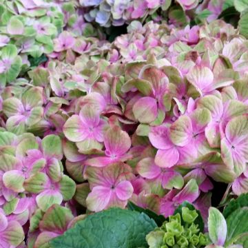 Hydrangea macrophylla Magical Amethyst - Bauernhortensie