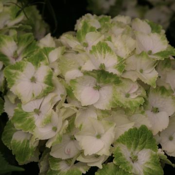 Hydrangea macrophylla Magical Noblesse - Bauernhortensie