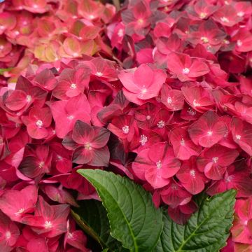 Hydrangea macrophylla Magical Ruby Tuesday - Bauernhortensie