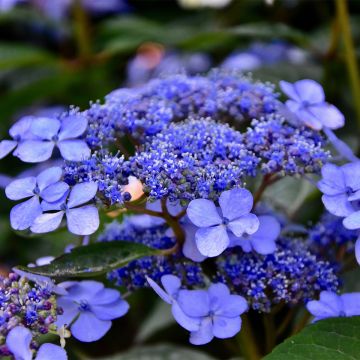 Hydrangea macrophylla Mariesii Perfecta - Bauernhortensie