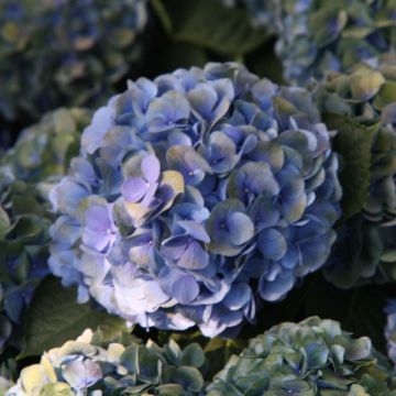 Hydrangea macrophylla Mathilde Gutges - Bauernhortensie