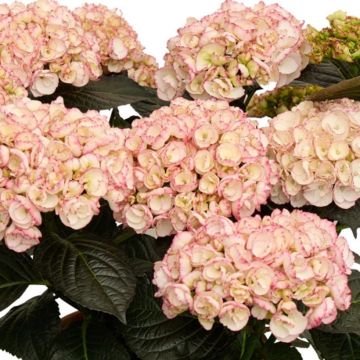 Hydrangea macrophylla 'Hokomamipe'  Midnight Pearl - Bauernhortensie