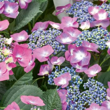 Hydrangea macrophylla Mousmee - Bauernhortensie