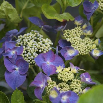 Hydrangea macrophylla Nachtigall - Bauernhortensie