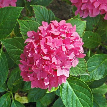 Hydrangea macrophylla Pia - Bauernhortensie