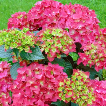 Hydrangea macrophylla Music Collection Red Reggae - Bauernhortensie