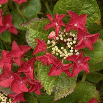 Hortensia - Hydrangea macrophylla Rotschwanz 