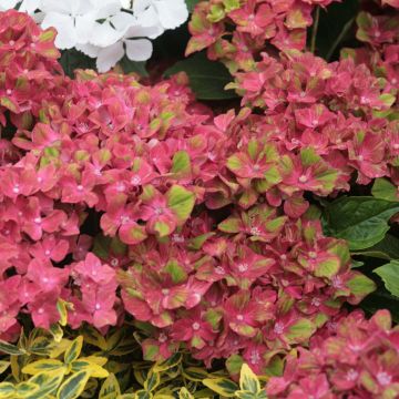 Hydrangea macrophylla Schloss Wackerbarth - Bauernhortensie