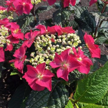 Hydrangea macrophylla x serrata Flair & Flavours® Strawberry n Cream - Bauernhortensie