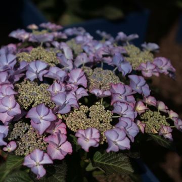 Hydrangea macrophylla Tiffany - Bauernhortensie