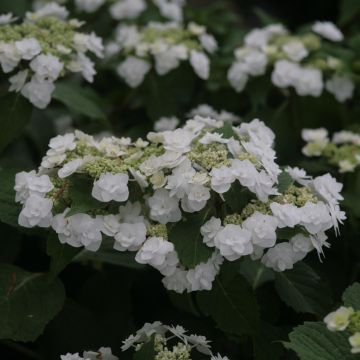 Hydrangea macrophylla Wedding Gown - Bauernhortensie