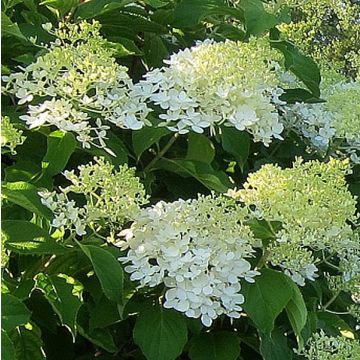 Rispenhortensie Bombshell - Hydrangea paniculata