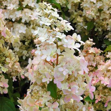 Rispenhortensie Confetti - Hydrangea paniculata