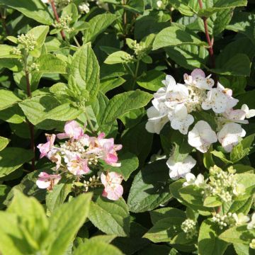 Rispenhortensie Dart's Little Dot - Hydrangea paniculata