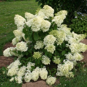 Rispenhortensie Dentelle De Gorron - Hydrangea paniculata