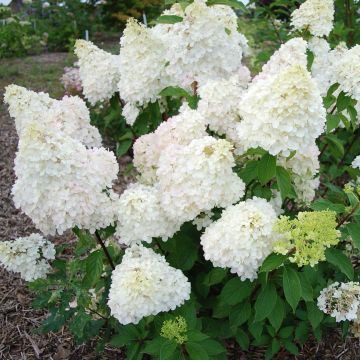 Hydrangea paniculata Diamantino - Hortensia paniculé