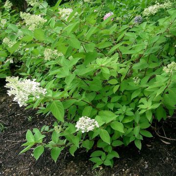 Hydrangea paniculata Grandiflora - Hortensia paniculé