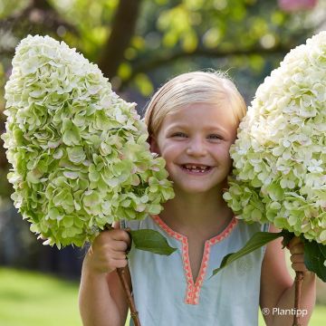 Hydrangea paniculata Hercules - Hortensia paniculé