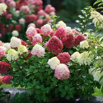 Rispenhortensie Little Lime® Punch Proven Winners® - Hydrangea paniculata