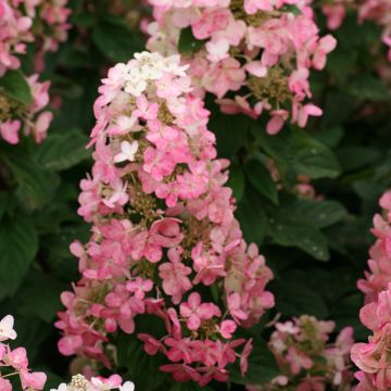 Rispenhortensie Magical Fire - Hydrangea paniculata