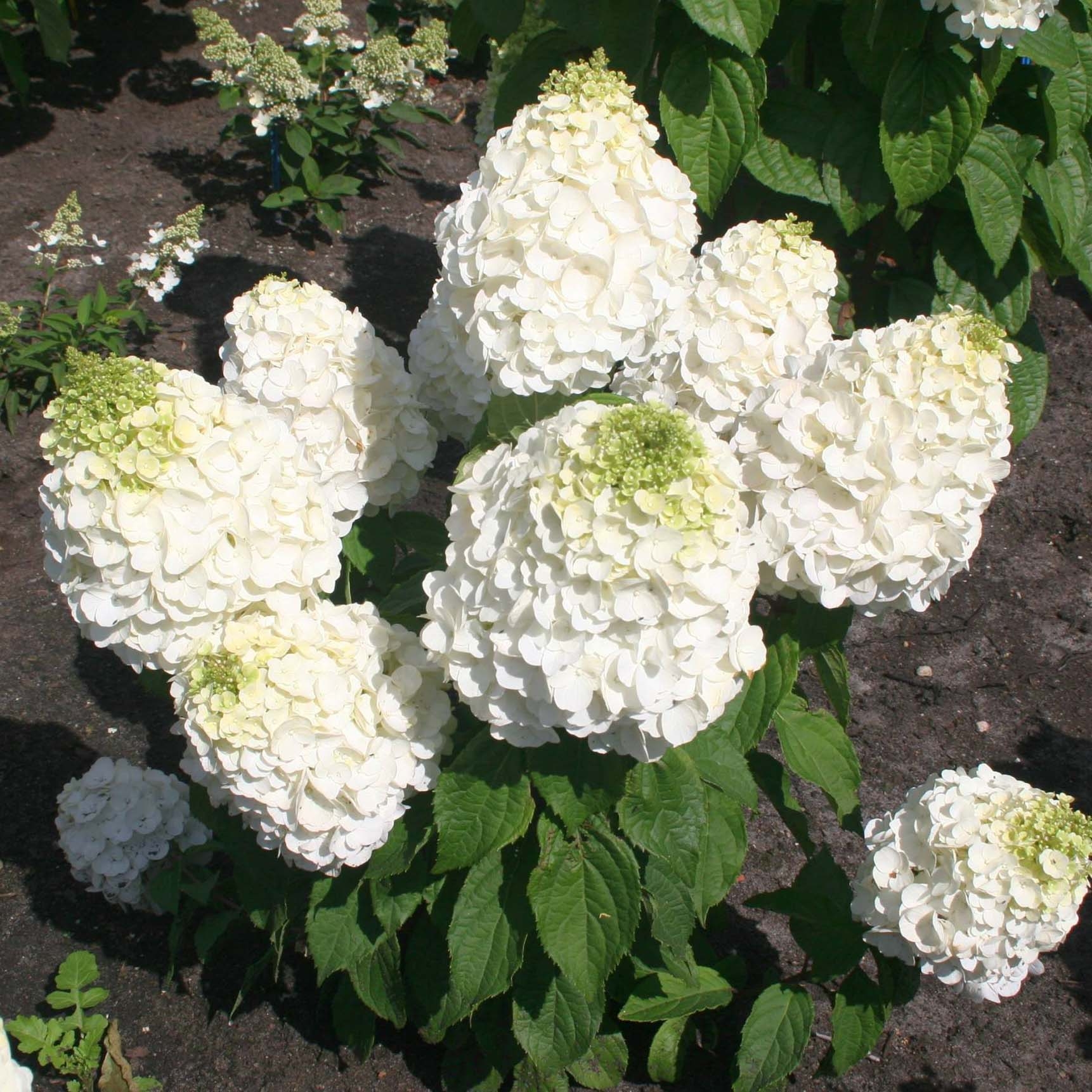 Rispenhortensie Magical Mont Blanc - Hydrangea paniculata