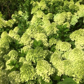 Hydrangea paniculata Mojito - Hortensia paniculé